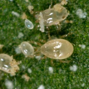 Amblyseius-swirskii_mite_biocontrol-agent