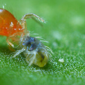 Phytoseiulus-persimilis-adult-feeding-on-spidermite-1-WS-Large