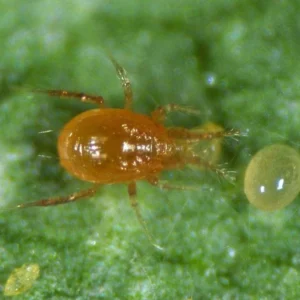 phytoseiulus-persimilis-biological-pest-control